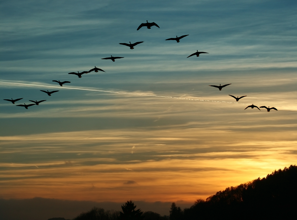 Silhouette of geese migrating at sunset.