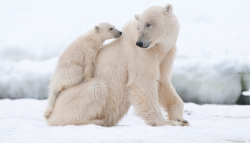Close-up of a polar bear with her cub sitting on her back.