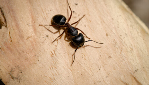 Close-up of a carpenter ant on a piece of wood.