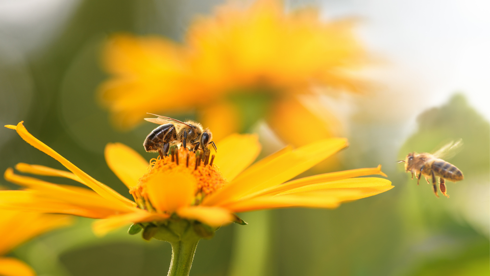 Close-up of a honeybee collecting pollen from a yellow flower while another flies nearby.