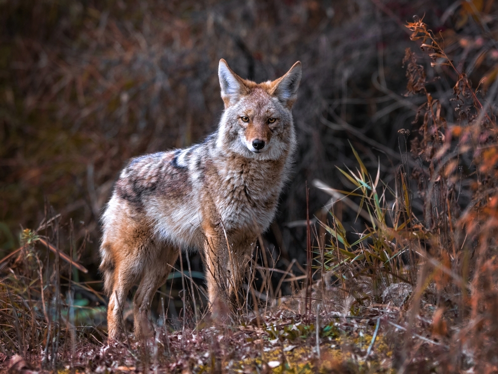 Wild coyote standing in a brown field.