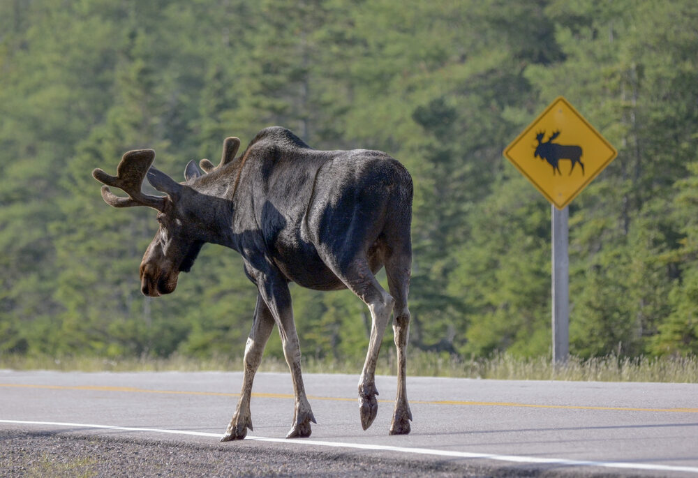 Brown moose walking along a road with a moose sign in the background.