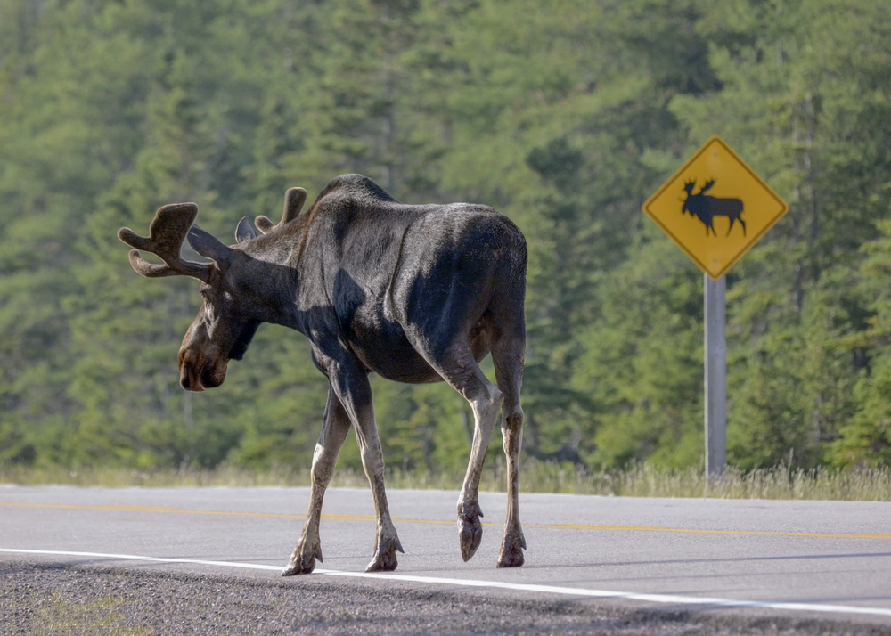 Brown moose walking along a road with a moose sign in the background.