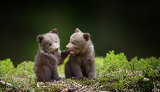 Close-up of two brown bear cubs sitting in a forest.