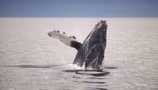 Humpback whale breaching the water.