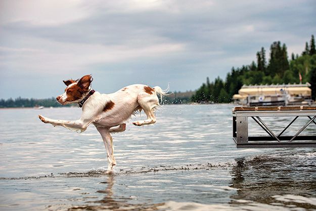 dog jumping off dock