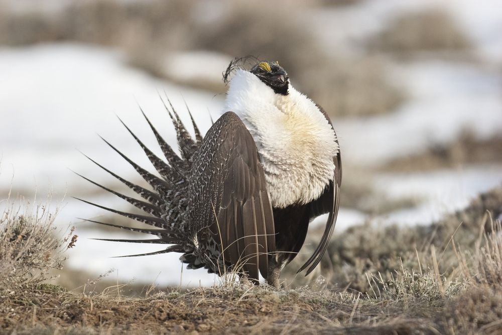 Greater sage grouse