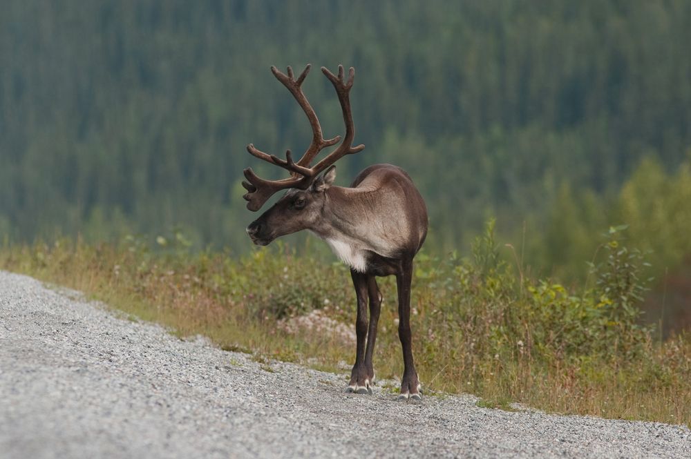 Woodland caribou