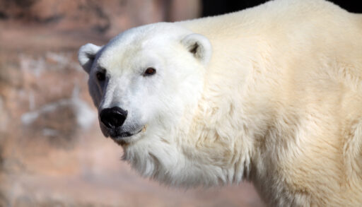 Close-up of a polar bear.