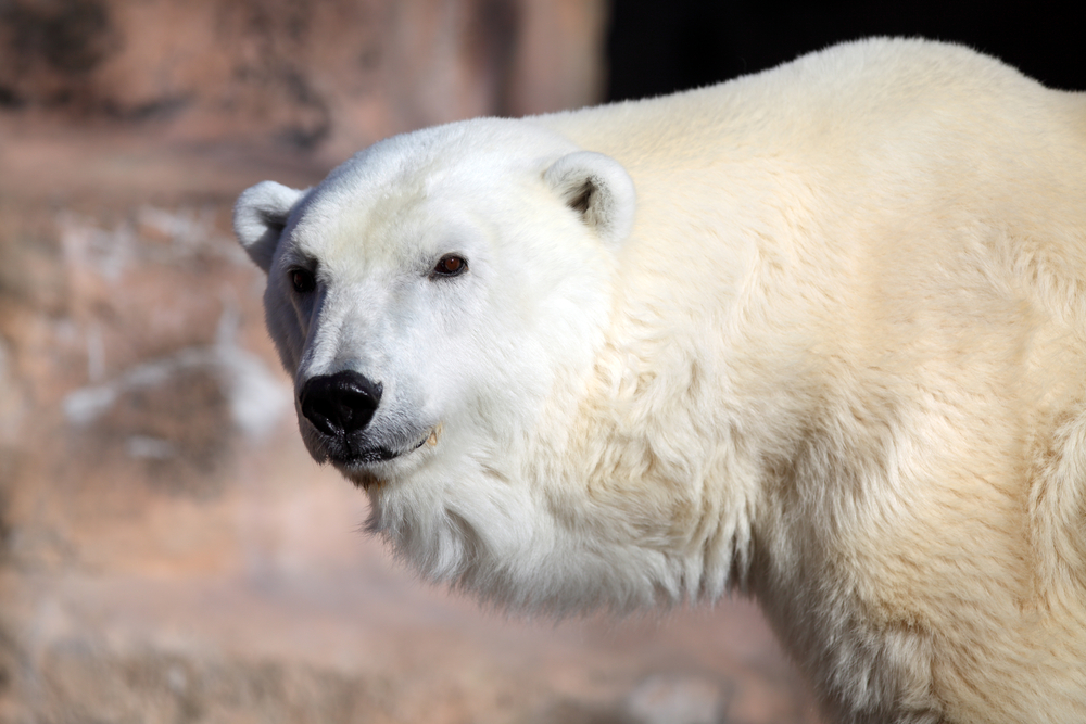 Close-up of a polar bear.