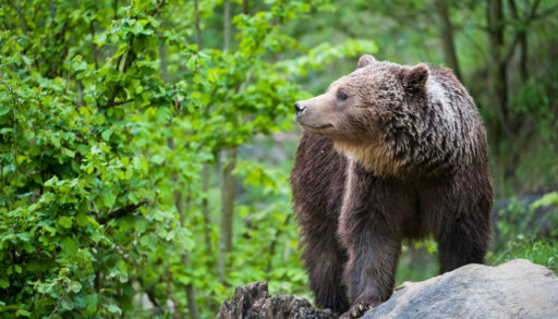 Close-up of a grizzly bear in a forest standing on a rock.