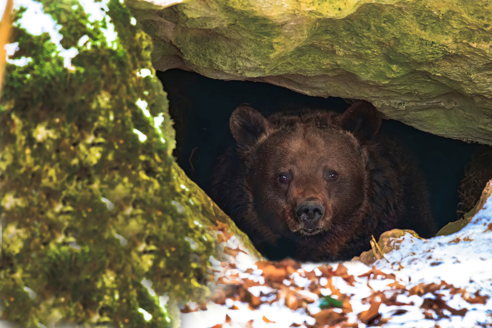Close-up of a brown bear peering out of its den.
