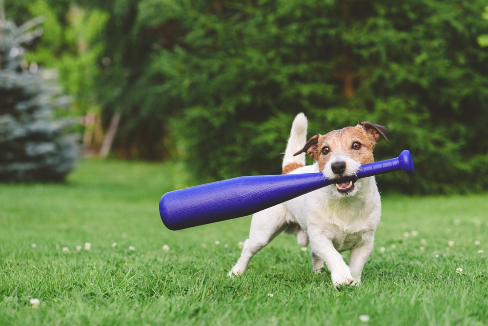 Jack Russell Terrier holding a purple baseball bat.