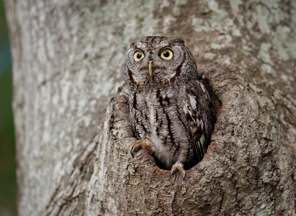 Close-up of a screech owl coming out of a tree.