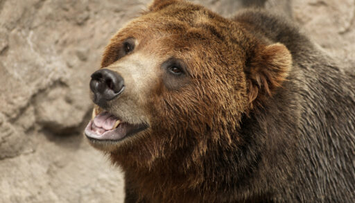 Close-up of a grizzly bear.