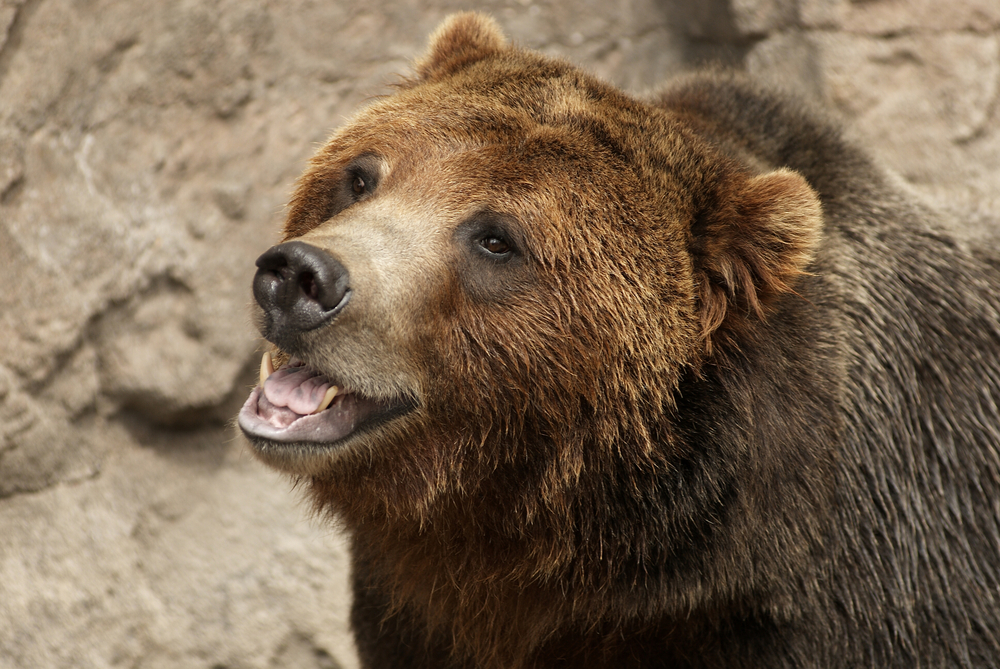 Close-up of a grizzly bear.