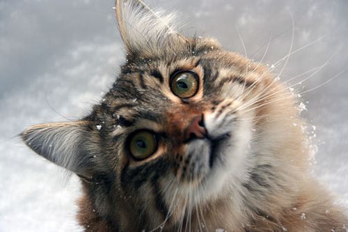 Cats react to snow