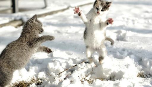 Cats react to snow