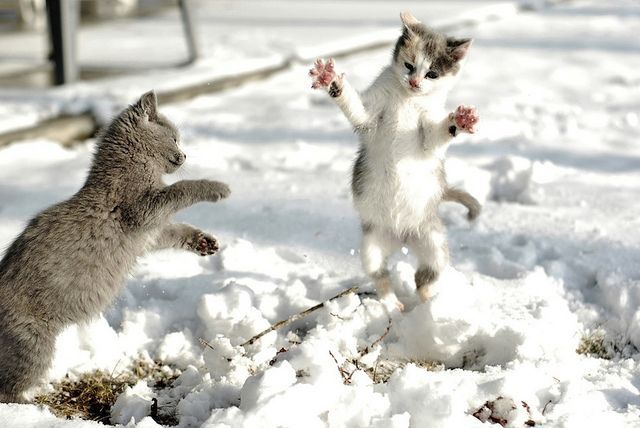 Cats react to snow