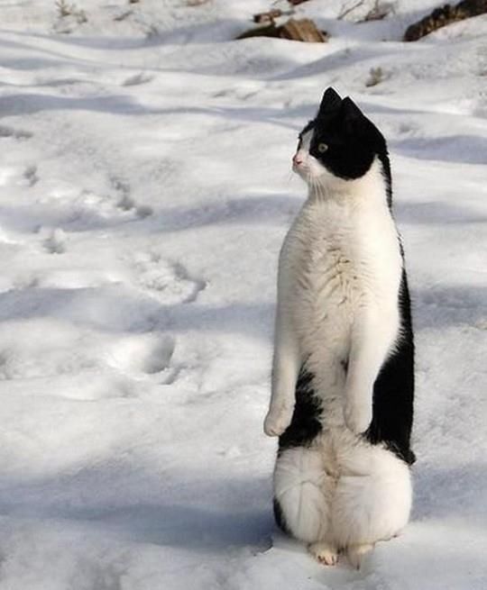 Cats react to snow