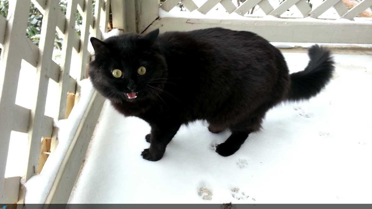 Cats react to snow