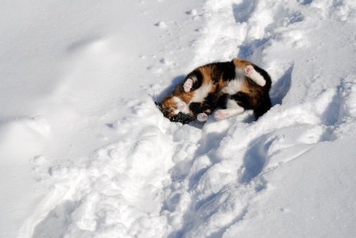Cats react to snow