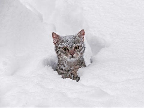 Cats react to snow