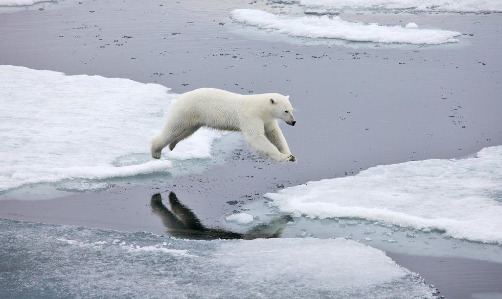 Polar bear jumping across water to a sheet of ice.