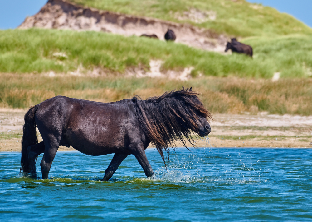 Black, wild horse standing in water around Sable Island, Nova Scotia.