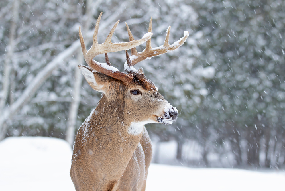 Close-up of a white-tailed buck standing in a snowy forest.
