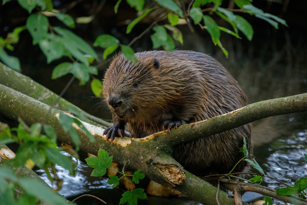 Close-up of a beaver eating a tree branch.