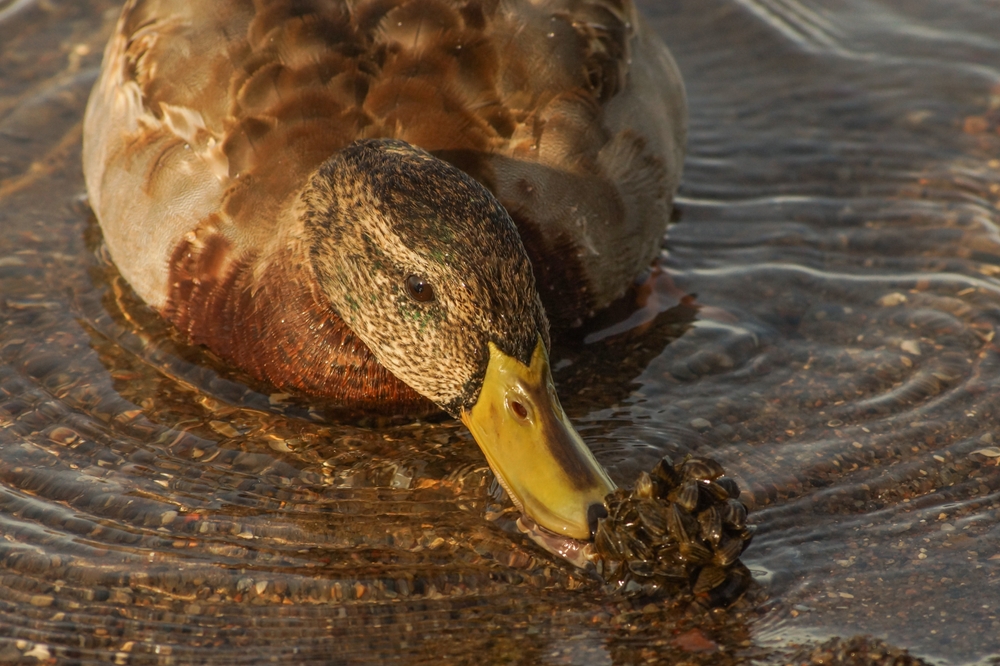 Female mallard duck standing in shallow water eating a cluster of shells.