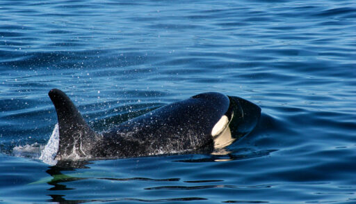 Close-up of an orca breaching the ocean off of Vancouver Island, British Columbia.
