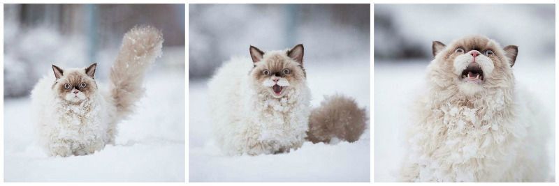 Cats react to snow
