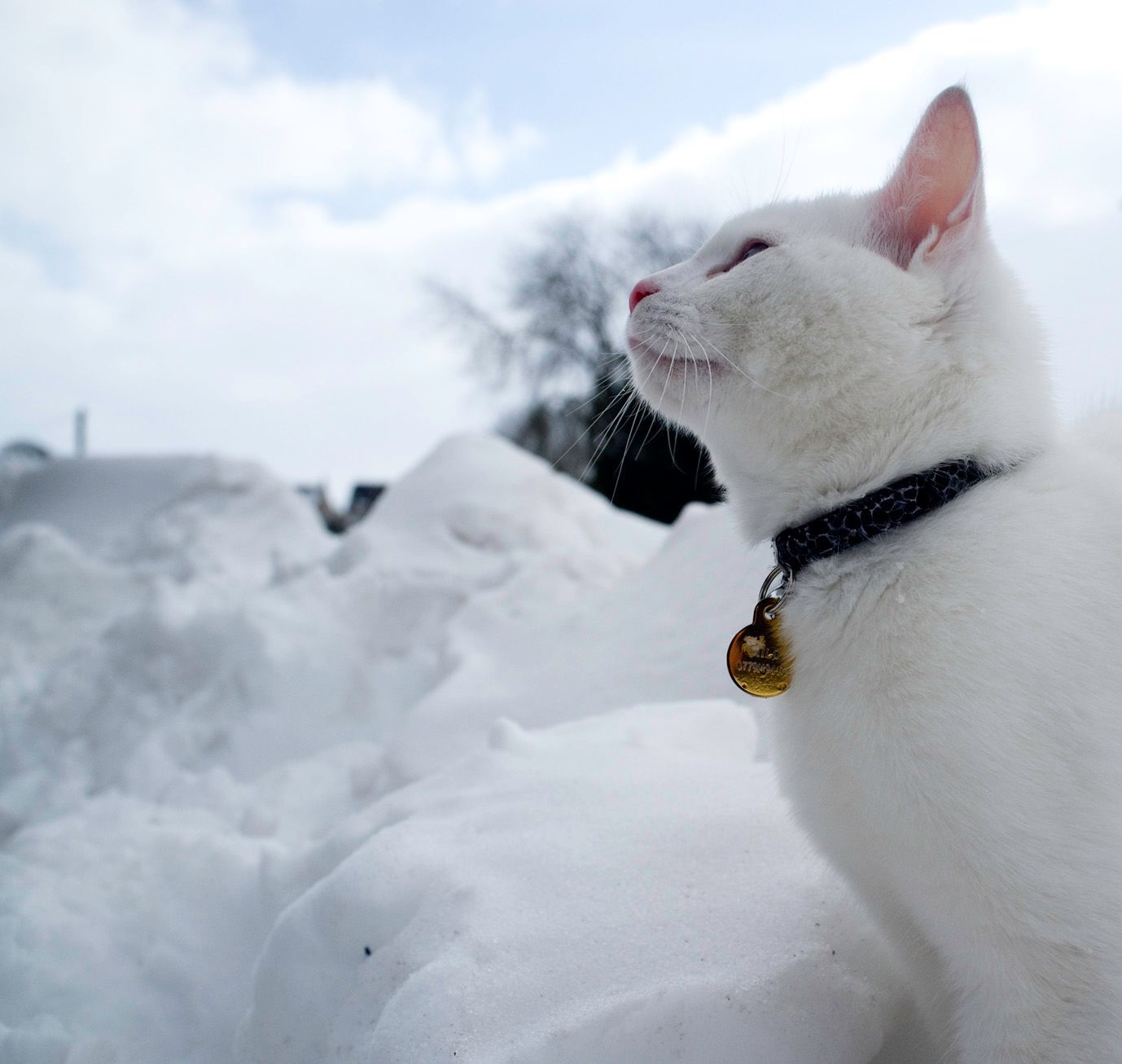 Cats react to snow