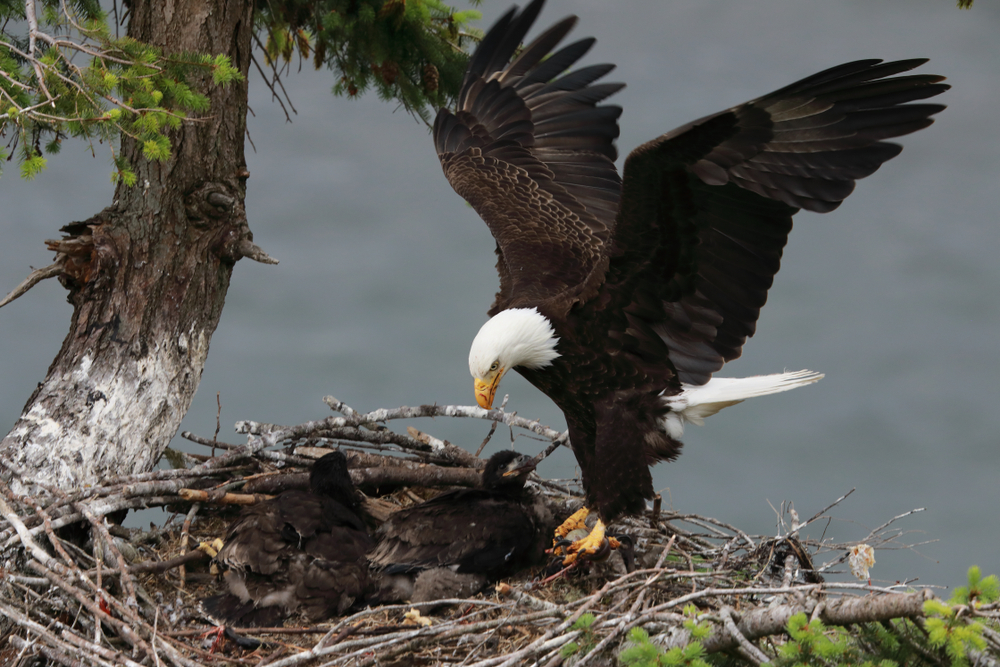 Adult bald eagle landing on a nest with bald eagle chicks.