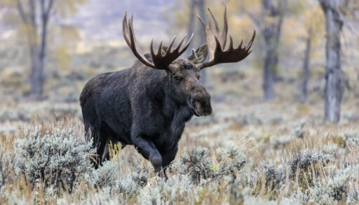 Close-up of a bull moose walking through a frost-covered field.