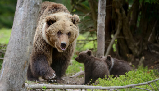Adult grizzly bear with two cubs in a forest.