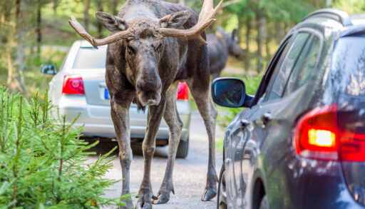 Adult moose standing on a road next to cars.