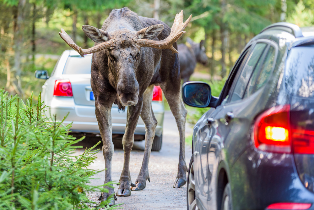 Adult moose standing on a road next to cars.