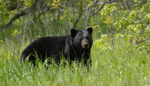 Black bear standing on a field of tall grass.
