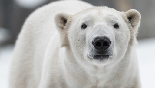 Close-up of a polar bear.