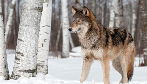 Wolf standing in snowy forest.