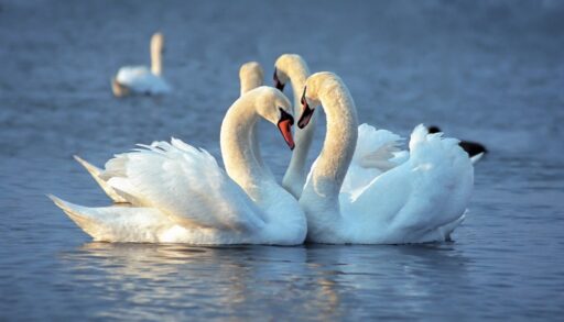 Close-up of two swans swimming next to each other with other swans in the background.