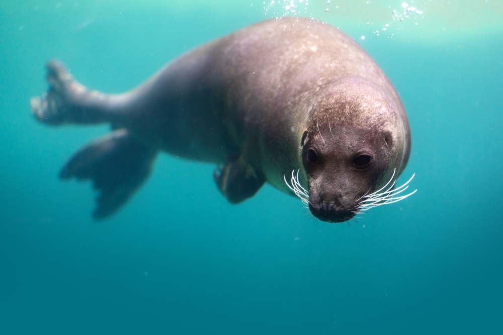 Close-up of a harbour seal swimming underwater.