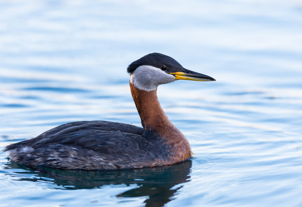 Close-up of a red-necked grebe swimming in water.