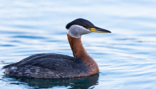 Close-up of a red-necked grebe swimming in water.