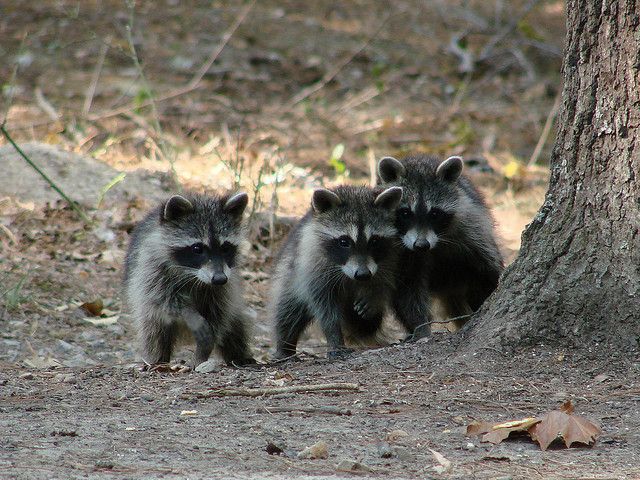 baby raccoons