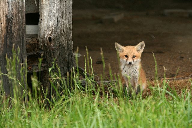 baby fox
