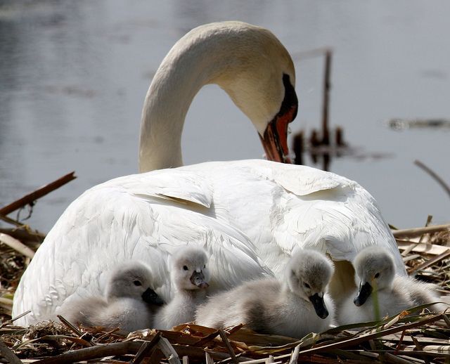 baby swans